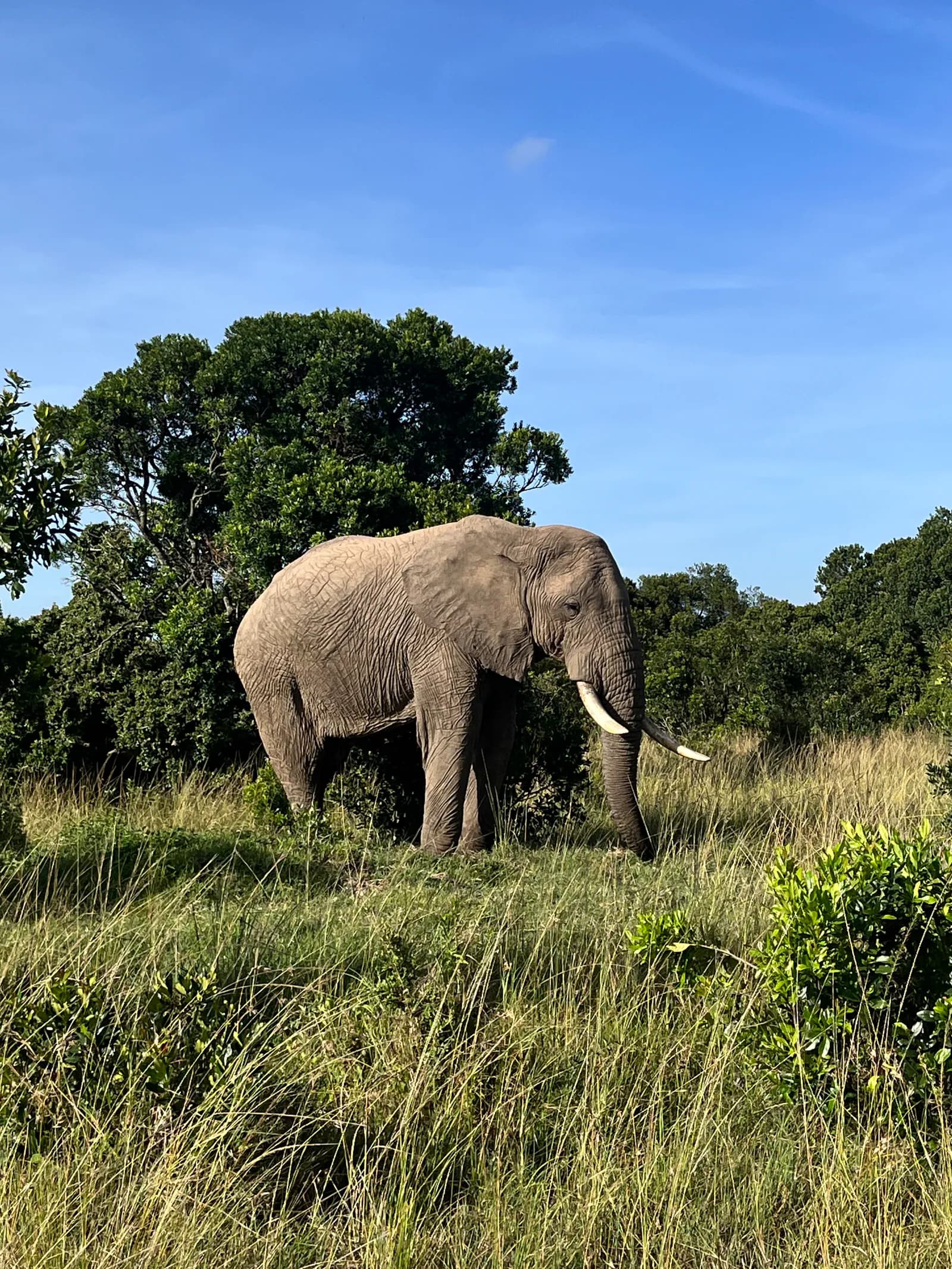 Elephant in a savanna habitat
