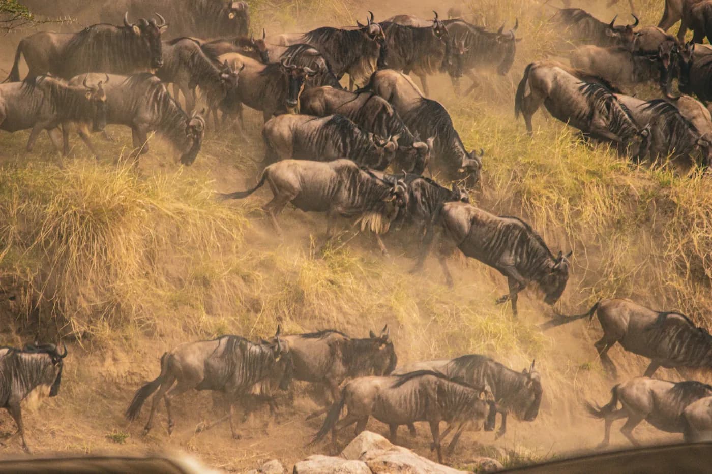 Wildebeest herd