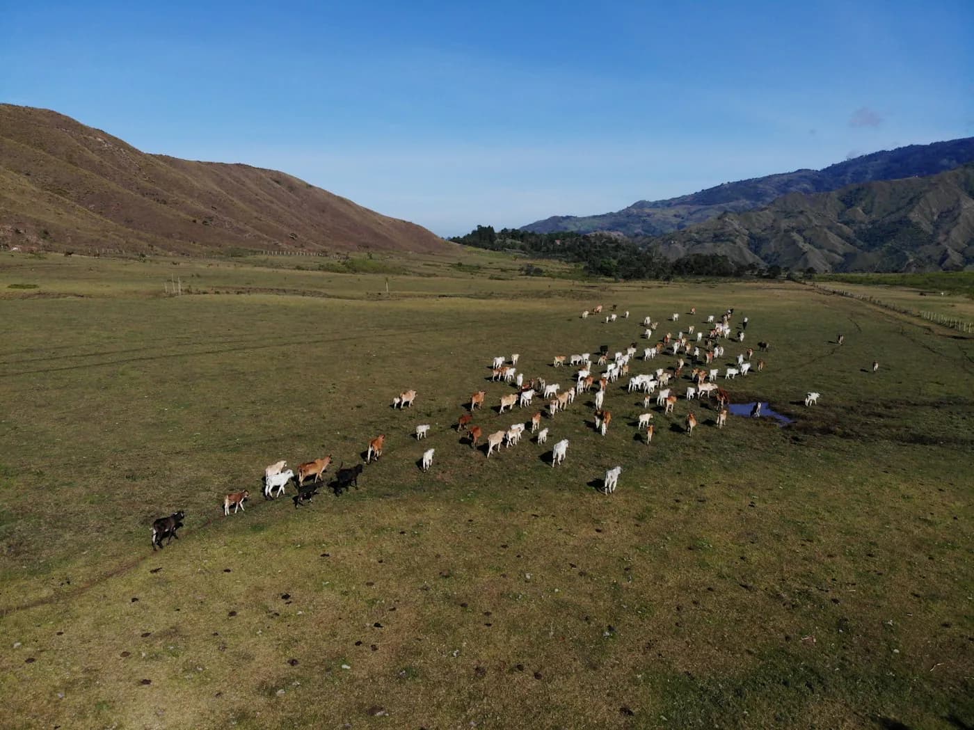 Herd counted from aerial imagery